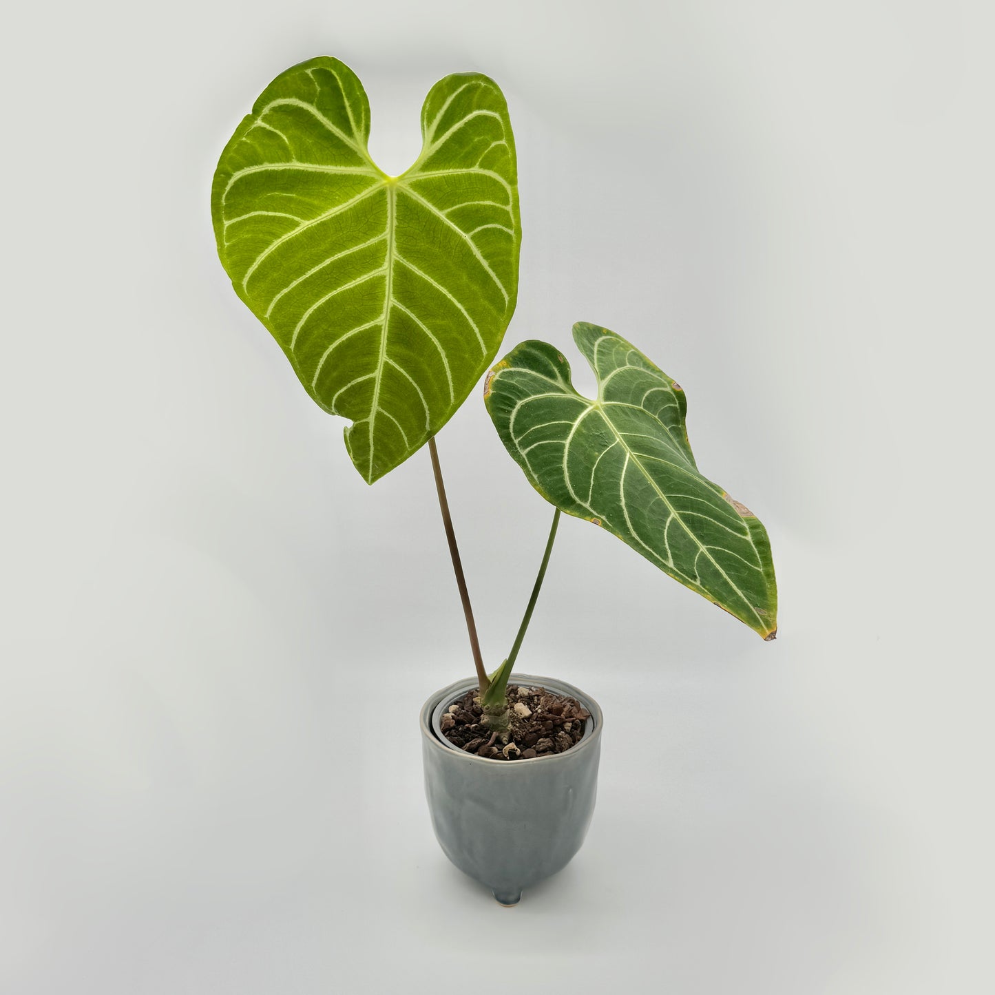 Anthurium regale