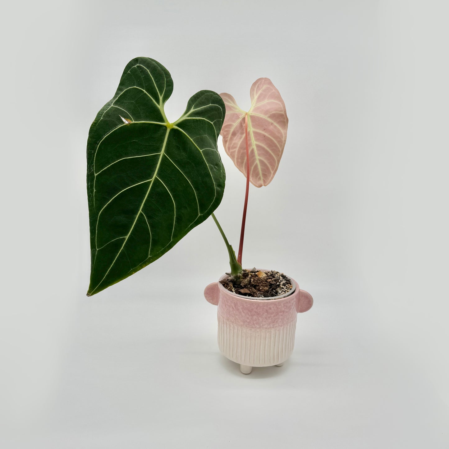 Anthurium regale