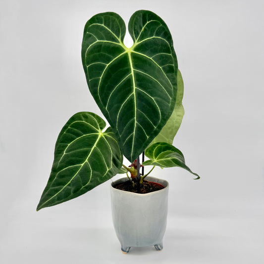 Anthurium regale mit samtig dunkelgrünen, herzförmigen Blättern und hell hervorgehobenen Blattadern vor hellem Hintergrund, perfekt für detailreiche Produktdarstellungen seltener tropischer Zimmerpflanzen.