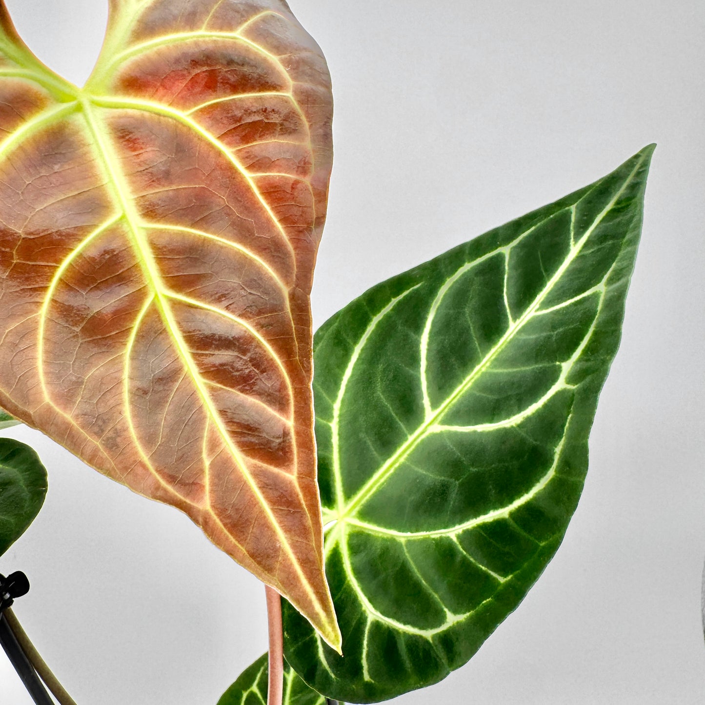 Nahaufnahme eines Blattes der Anthurium regale mit kontrastreichen, hellgrünen Blattadern auf tiefgrüner, samtiger Oberfläche – ideal für SEO-optimierte Produktbilder von Raritäten.