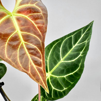 Nahaufnahme eines Blattes der Anthurium regale mit kontrastreichen, hellgrünen Blattadern auf tiefgrüner, samtiger Oberfläche – ideal für SEO-optimierte Produktbilder von Raritäten.