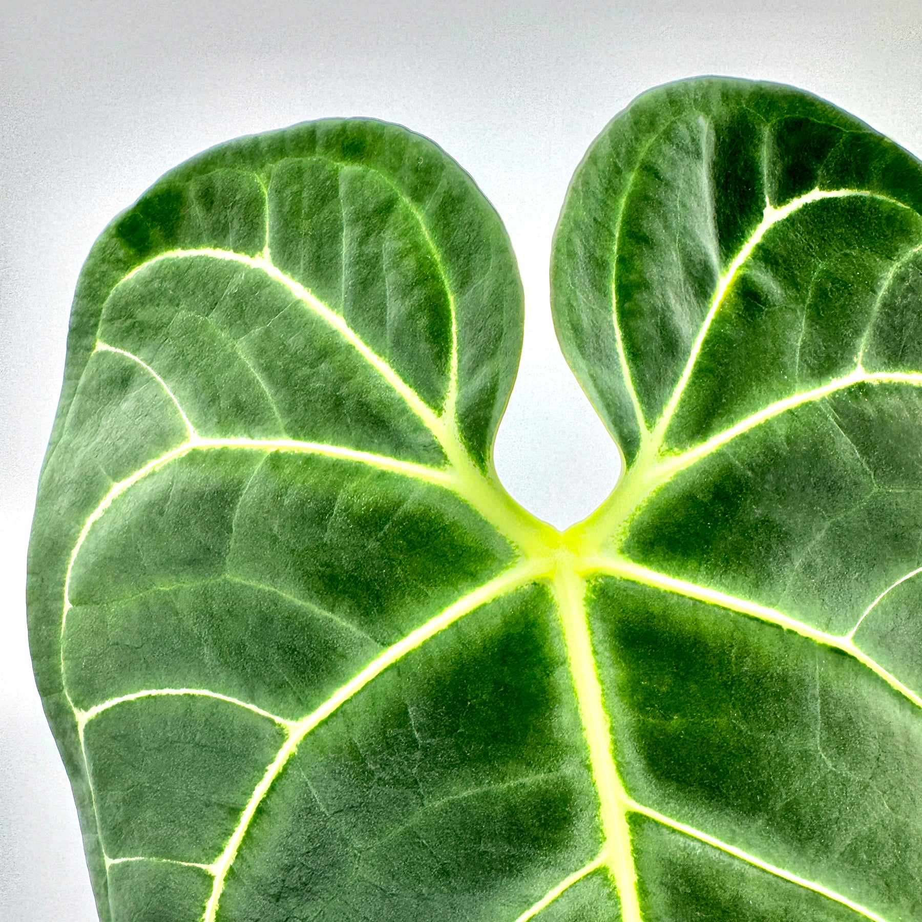 Anthurium regale mit jungem, kupferfarbenem Blatt und reifen, dunkelgrünen, samtigen Blättern mit markant hellen Blattadern – hochwertige Darstellung einer botanischen Rarität.