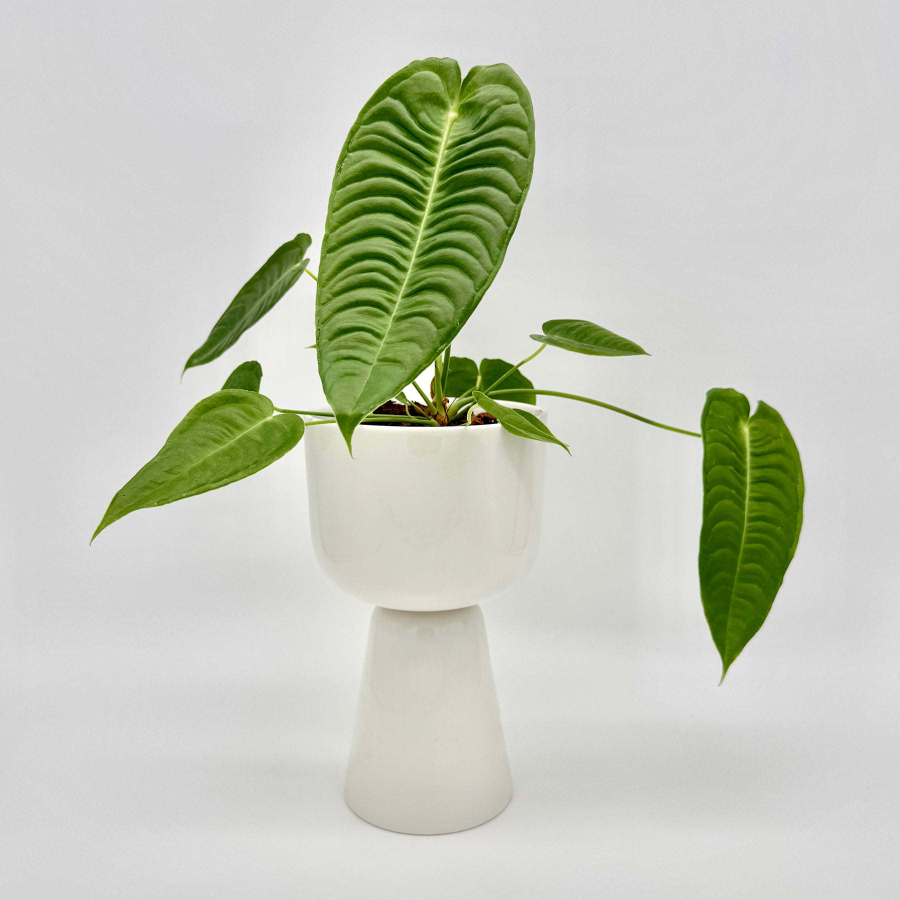 Anthurium veitchii mit großen, länglichen und stark gerippten Blättern in sattem Grün, stehend in einem weißen Topf vor hellem Hintergrund – elegante Darstellung dieser seltenen Sammlerpflanze.