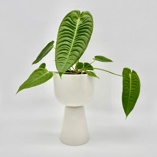 Anthurium veitchii mit großen, länglichen und stark gerippten Blättern in sattem Grün, stehend in einem weißen Topf vor hellem Hintergrund – elegante Darstellung dieser seltenen Sammlerpflanze.