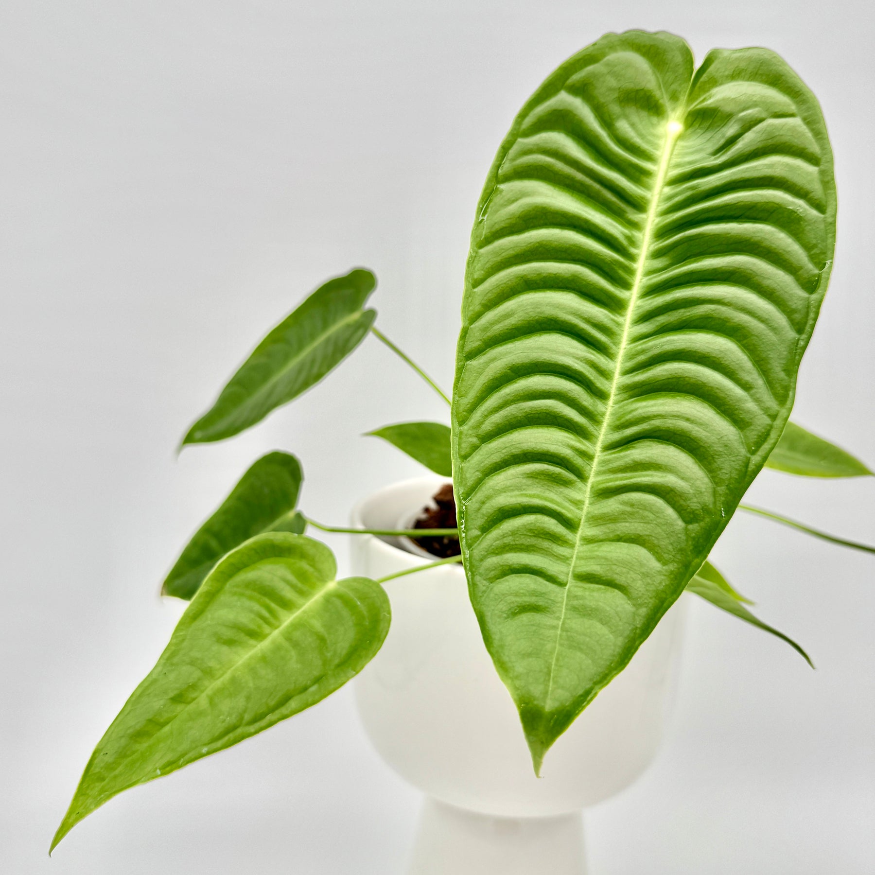 Detailaufnahme eines Blattes der Anthurium veitchii mit ausgeprägter Rippenstruktur und samtig grüner Oberfläche, klar fokussiert vor neutralem Hintergrund.