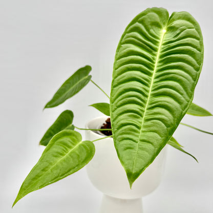 Detailaufnahme eines Blattes der Anthurium veitchii mit ausgeprägter Rippenstruktur und samtig grüner Oberfläche, klar fokussiert vor neutralem Hintergrund.