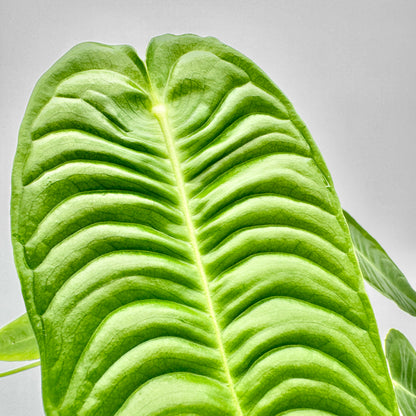 Nahaufnahme der markanten Blattstruktur der Anthurium veitchii, die feine Linien und plastische Erhebungen in hellem Grün zeigt, ideal für botanische Produktfotografie.