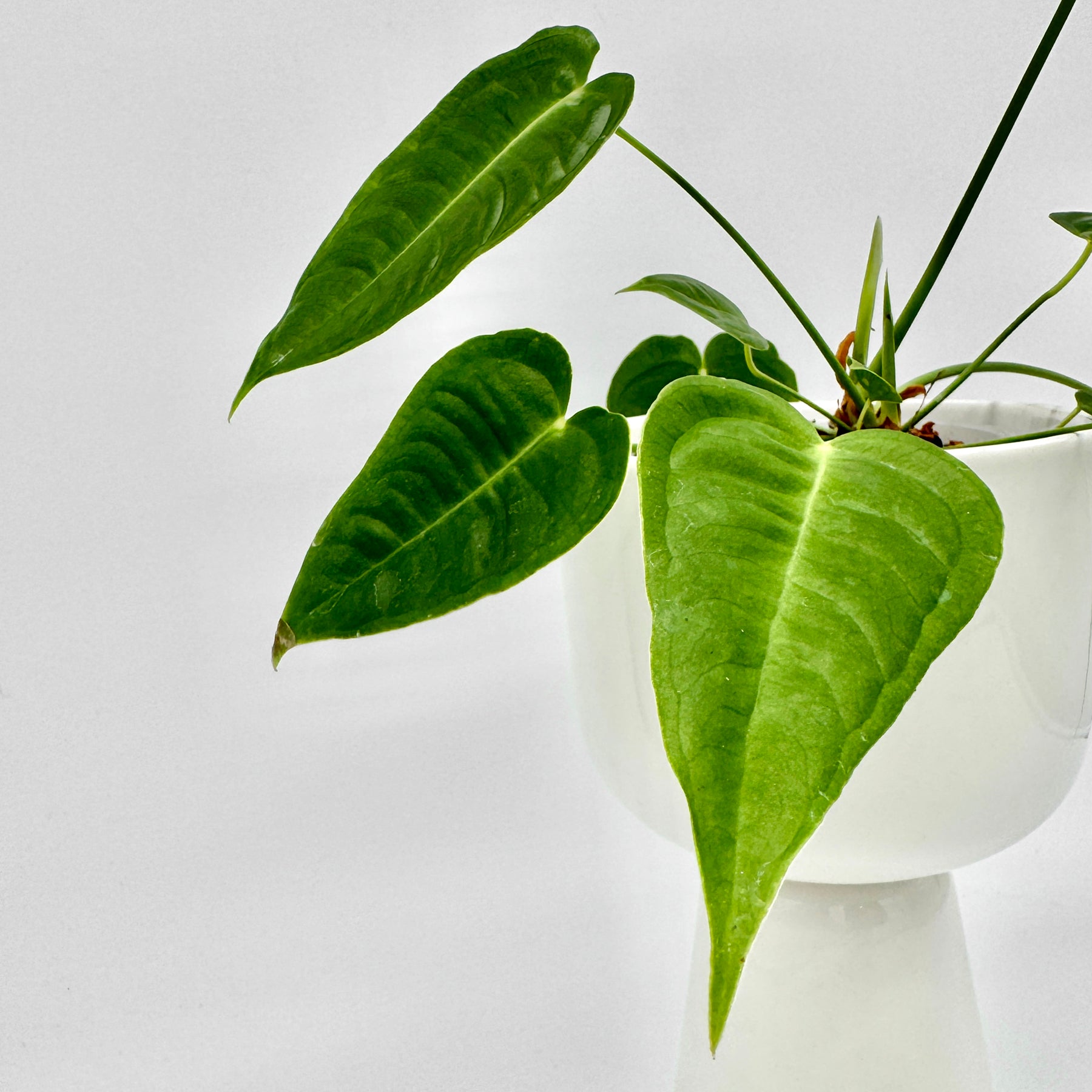 Seitliche Ansicht der Anthurium veitchii mit mehreren länglichen, gerippten Blättern in verschiedenen Wachstumsstadien, präsentiert in weißem Topf vor hellem Hintergrund.