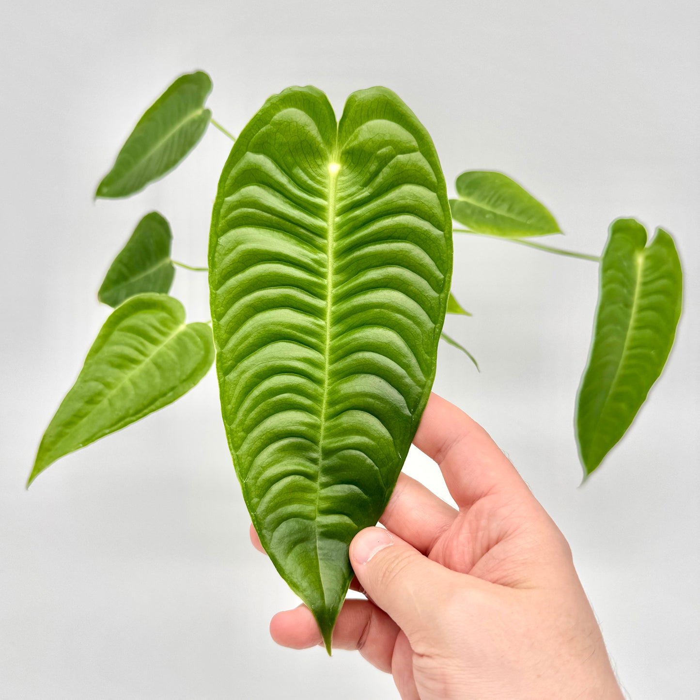 Hand hält ein großes, strukturiertes Blatt der Anthurium veitchii vor der Pflanze, um die samtige Textur und ausgeprägte Mittelrippe deutlich zu zeigen, fotografiert vor neutralem Hintergrund.