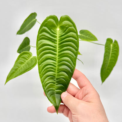 Hand hält ein großes, strukturiertes Blatt der Anthurium veitchii vor der Pflanze, um die samtige Textur und ausgeprägte Mittelrippe deutlich zu zeigen, fotografiert vor neutralem Hintergrund.