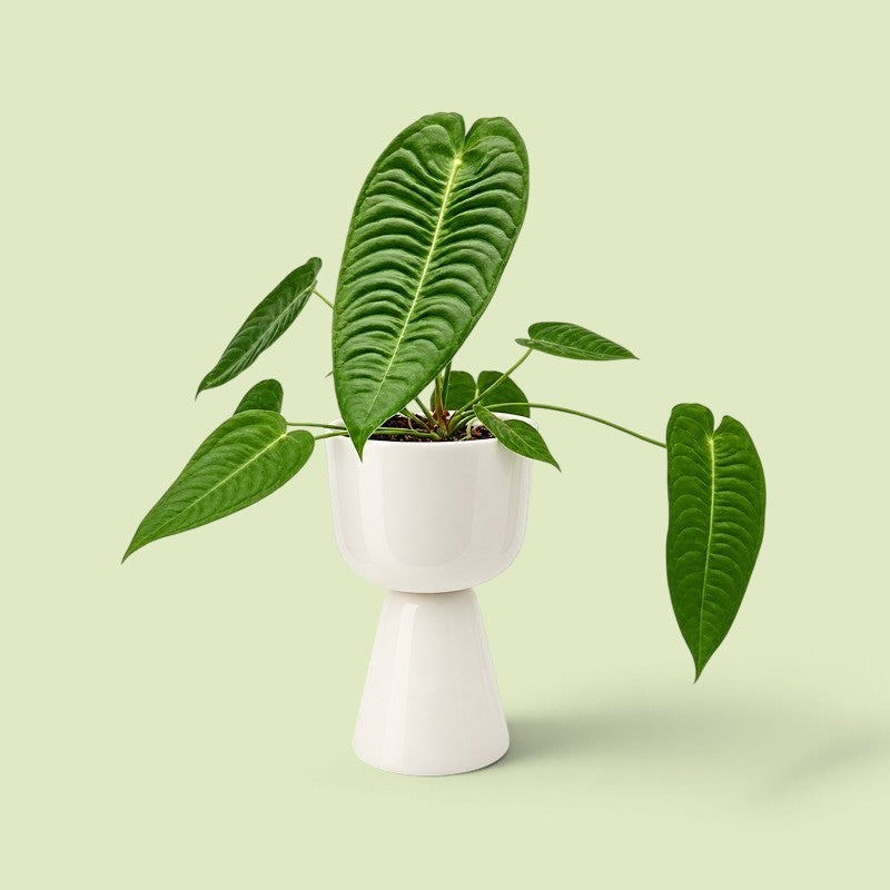 Junge Anthurium veitchii mit fünf lang gezogenen, quer gerippten Blättern in einem weißen Topf