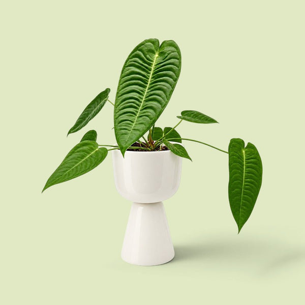 Junge Anthurium veitchii mit fünf lang gezogenen, quer gerippten Blättern in einem weißen Topf