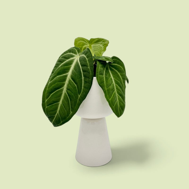 Junge Anthurium villenaorum in weißem Topf, dunkelgrüne samtige Blätter mit hellen Mittel- und Seitenadern, freigestellt vor hellgrünem Hintergrund.