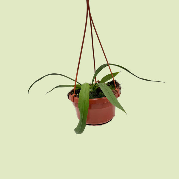 Anthurium vittariifolium im Hängetopf, riemenförmige Blätter fallen über den Topfrand
