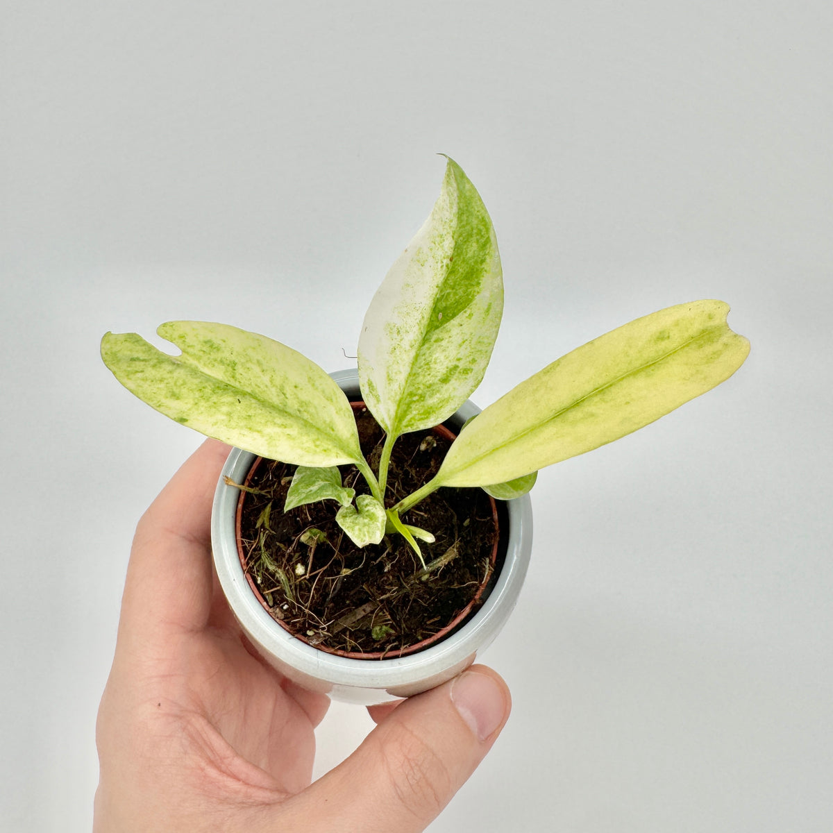Anthurium vittariifolium Variegata als Jungpflanze in der Hand, im hellgrauen Übertopf: längliche Blätter in Creme, Hellgelb und gesprenkeltem Grün.