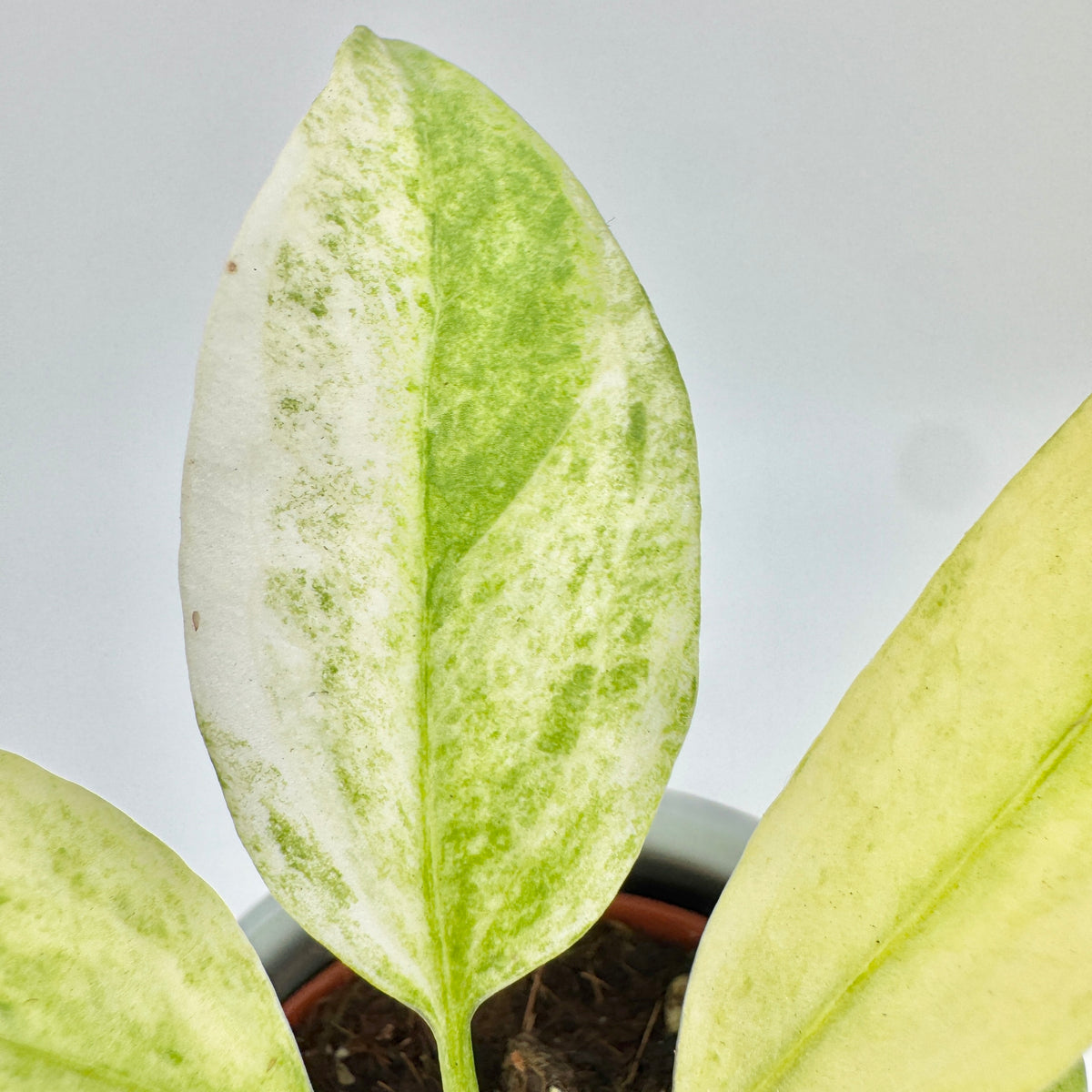 Nahaufnahme eines Blatts von Anthurium vittariifolium Variegata: cremeweiß mit grün gesprenkelter Marmorierung entlang der Mittelrippe.