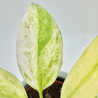 Nahaufnahme eines Blatts von Anthurium vittariifolium Variegata: cremeweiß mit grün gesprenkelter Marmorierung entlang der Mittelrippe.