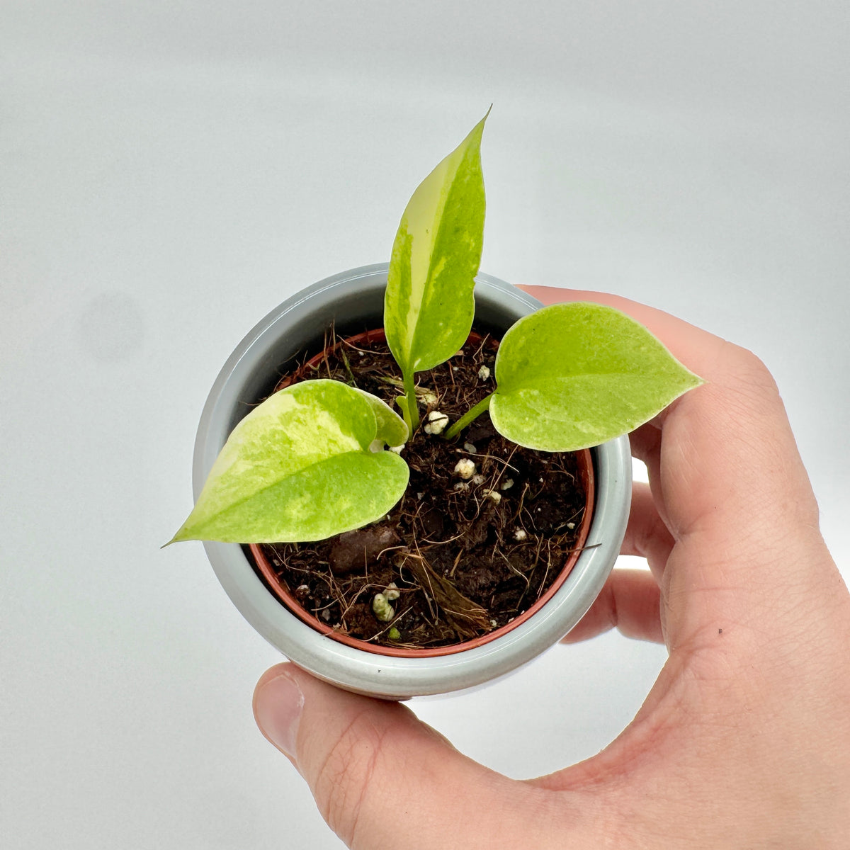 Anthurium vittariifolium Variegata mit drei hellen Blättern: eines cremeweiß mit grünen Sprenkeln, eines fast vollständig hellgelb.