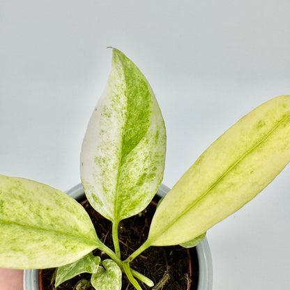 Junge Anthurium vittariifolium Variegata von oben im kleinen Topf: drei Blätter mit gelbgrünen und cremefarbenen Sektoren.
