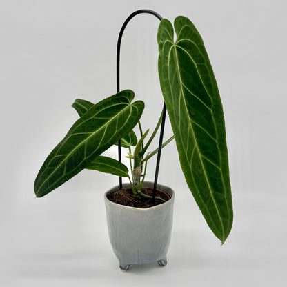 Adulte Anthurium warocqueanum mit mehreren samtig dunkelgrünen Blättern an Rankhilfe in grauem Topf vor neutralem Hintergrund – ästhetische Produktaufnahme einer luxuriösen Samtpflanze.