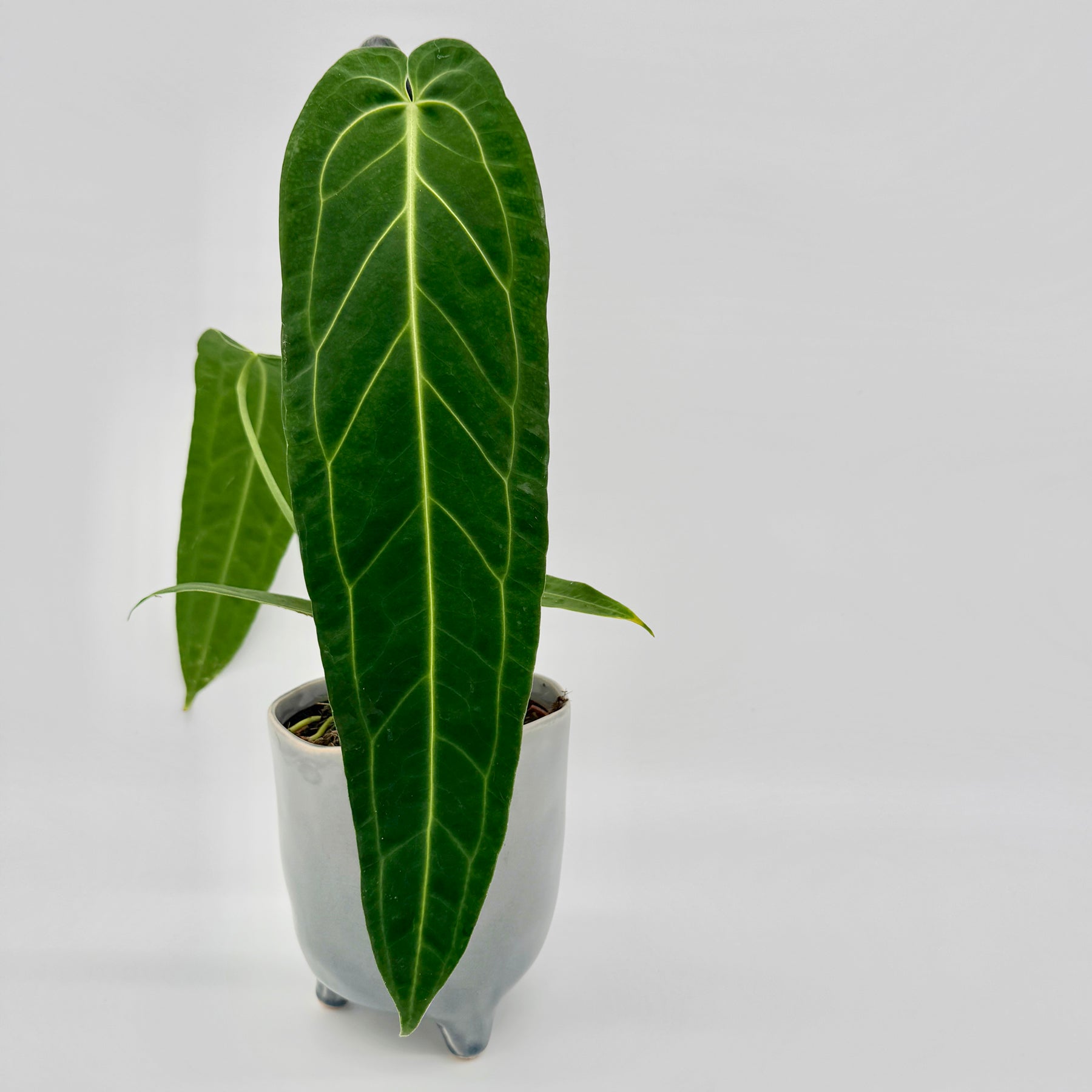 Großes, längliches Samtblatt einer Anthurium warocqueanum mit heller Mittelader vor hellem Hintergrund – detailreiche Darstellung der typischen Blattstruktur und Textur.