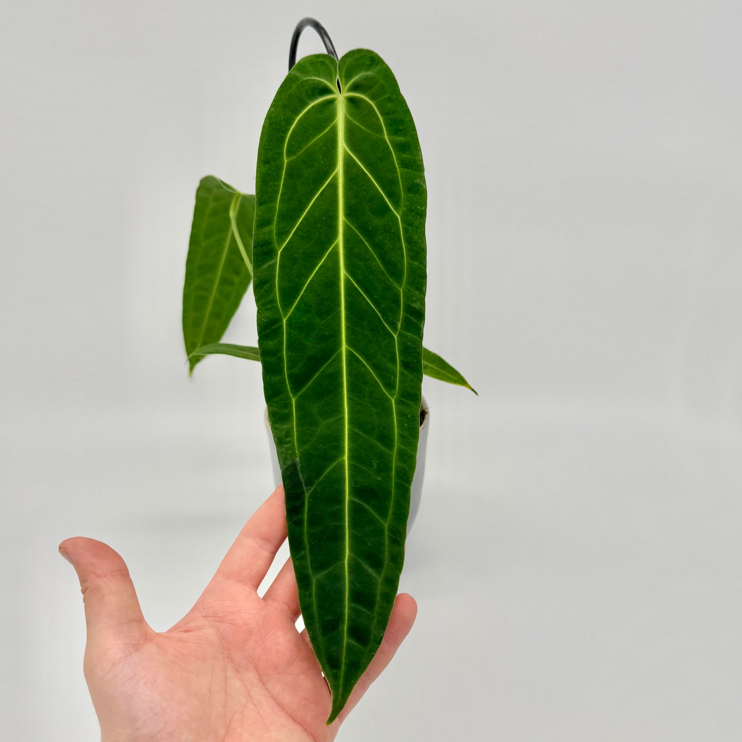 Hand hält großes Blatt einer Anthurium warocqueanum vor hellem Hintergrund – betont die eindrucksvolle Länge und samtige Oberfläche dieser exklusiven Anthurium-Art.