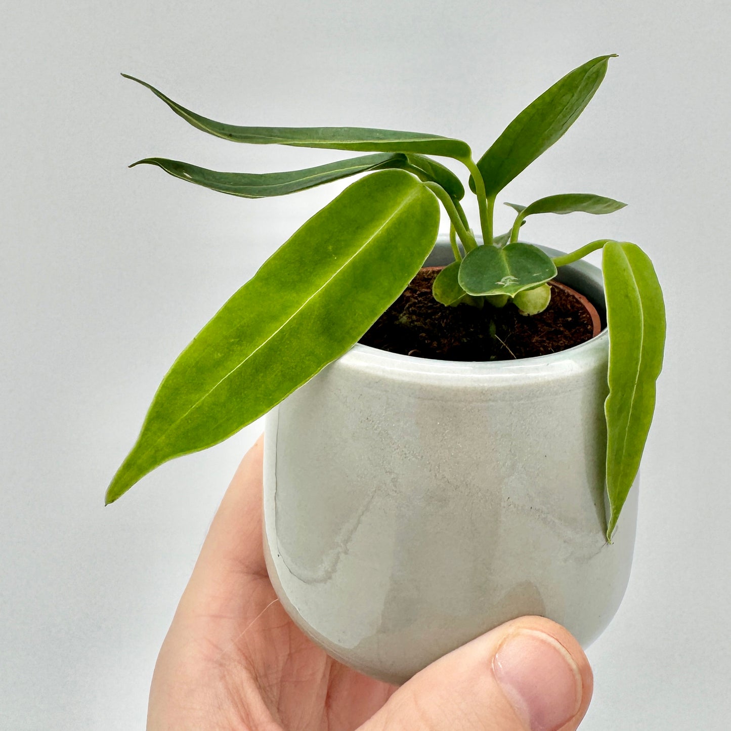 Kleine Anthurium warocqueanum mit jungen, schmalen grünen Blättern in hellem Topf vor neutralem Hintergrund – perfekte Darstellung der frühen Wachstumsphase dieser seltenen Samtpflanze.