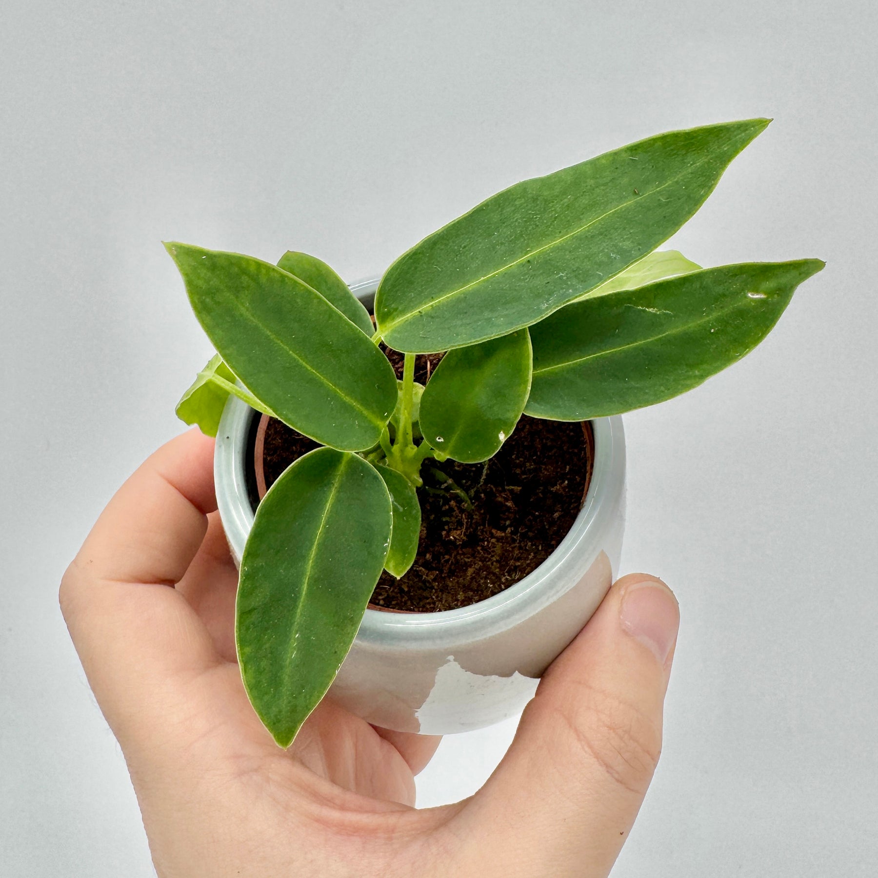 Obere Ansicht einer jungen Anthurium warocqueanum mit mehreren sattgrünen Blättern in strukturierter Erde vor hellem Hintergrund – ideal zur Präsentation von gesunden Blatttrieben.