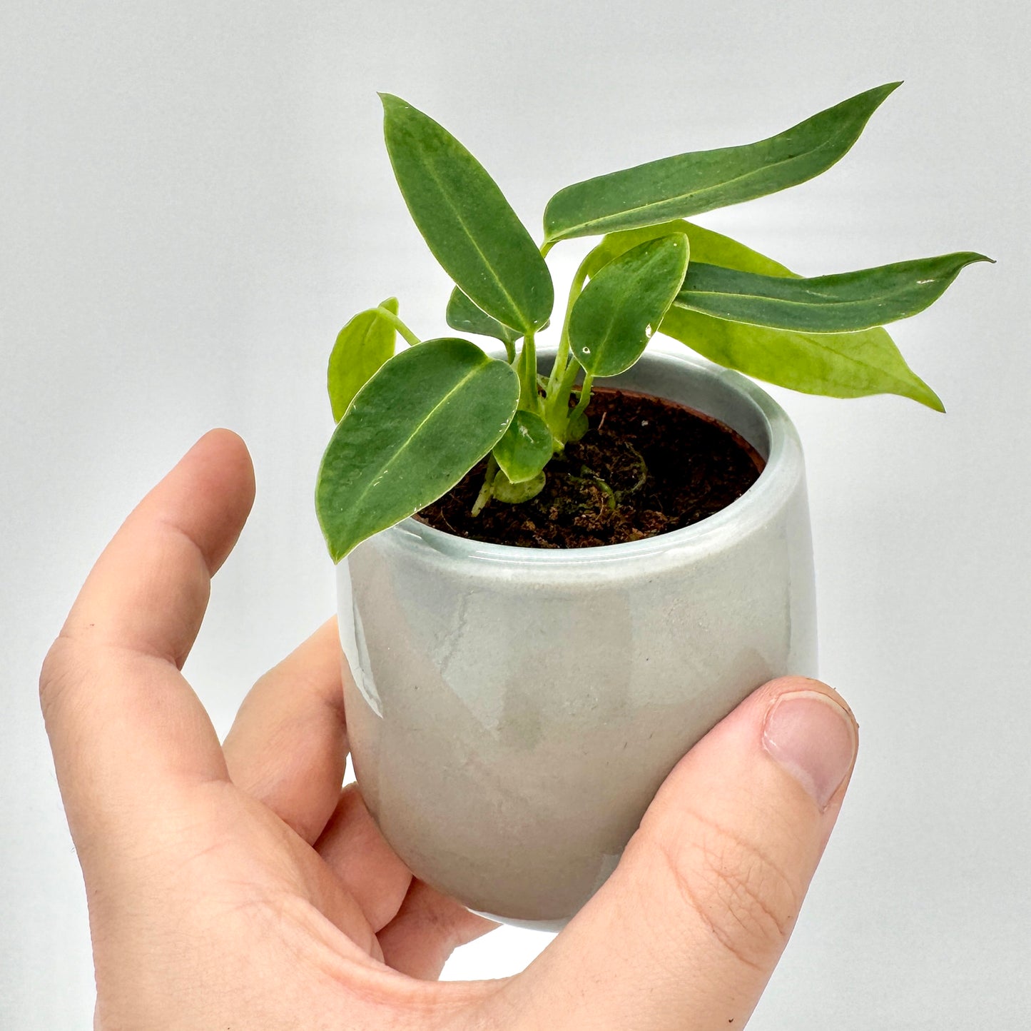 Junge Anthurium warocqueanum aus seitlicher Perspektive mit leuchtend grünen Blättern und frischen Neutrieben in hellem Topf – hochwertige Nahaufnahme seltener Aroid-Pflanze.