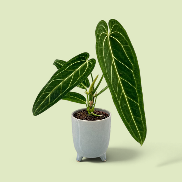 Anthurium warocqueanum