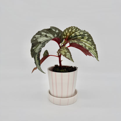 Begonia Lucifer im weißen Übertopf mit rosa Streifen: aufrechter roter Stamm mit dunkel olivgrünen, silbern gefleckten Blättern und roter Blattunterseite.