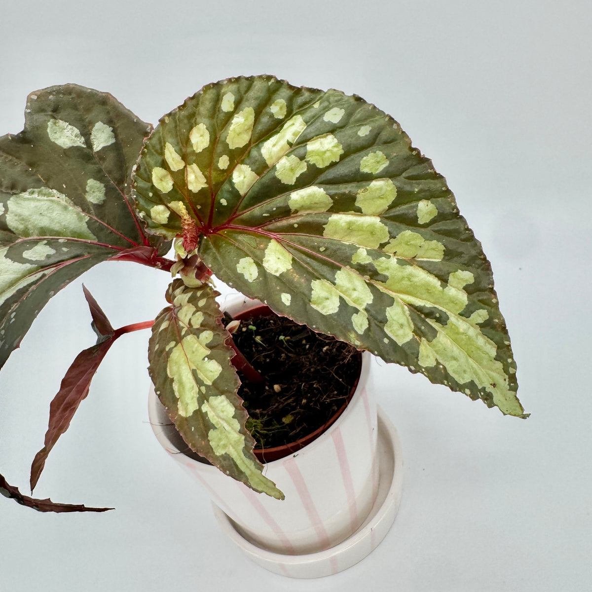 Blatt der Begonia Lucifer in Nahaufnahme: dunkelgrün mit großen cremegrünen Flecken, roten Adern und fein gezähntem, rot gesäumtem Rand.