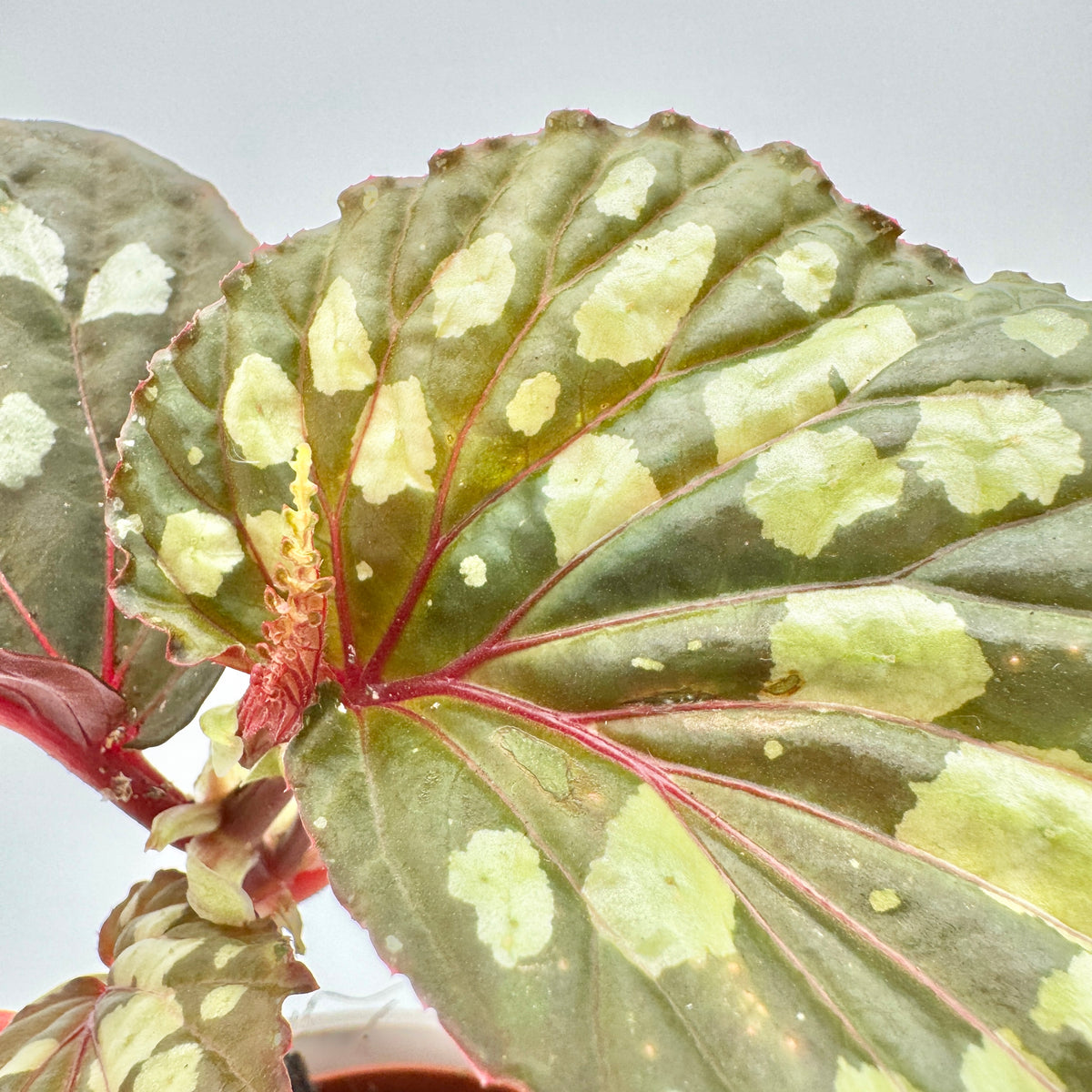Begonia Lucifer schräg von oben: großes, dunkelgrünes Blatt mit cremegrünen Flecken und roten Adern über dem rosa gestreiften Übertopf.