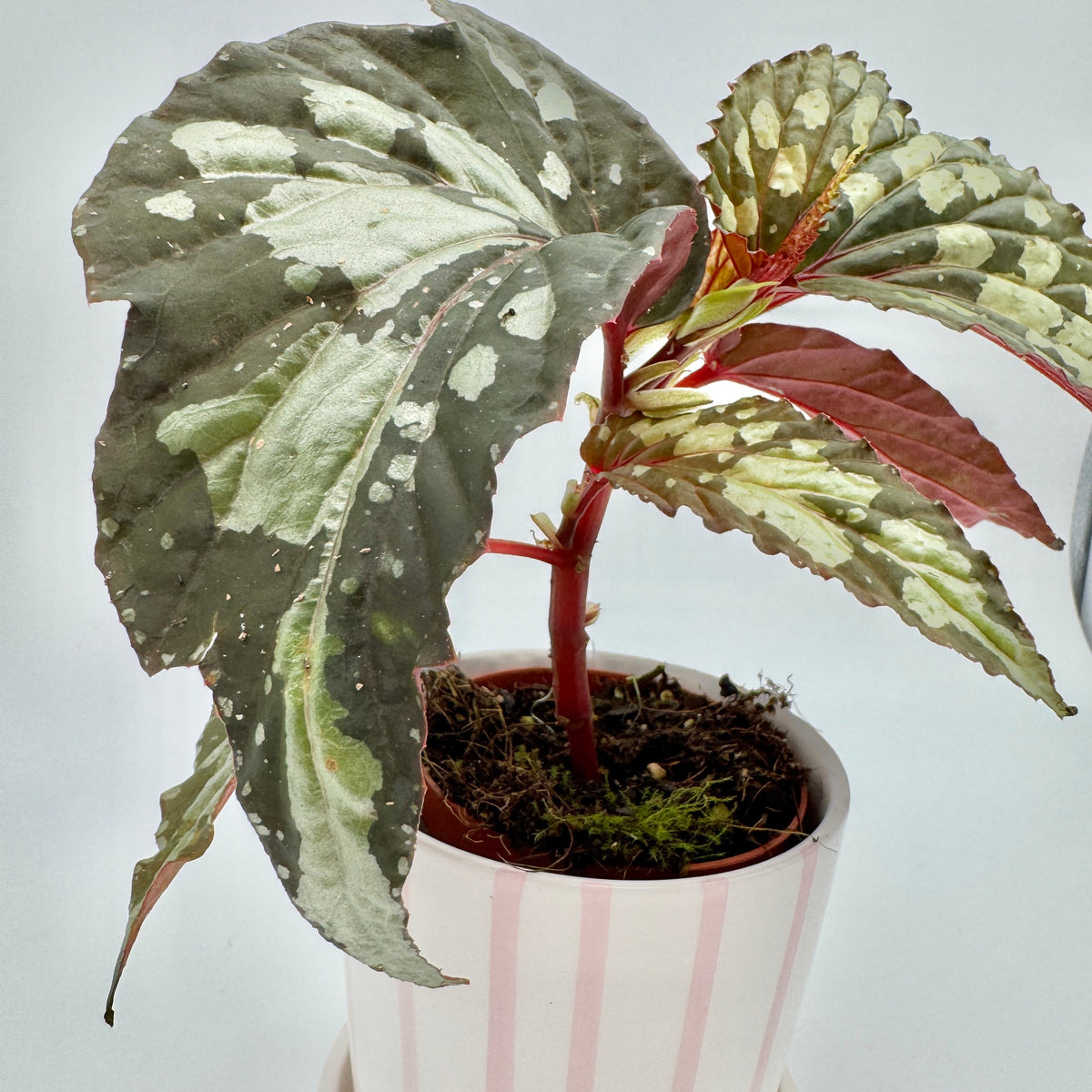 Begonia Lucifer von der Seite: kräftig roter Stamm, silbern gefleckte Blätter und ein Blatt mit weinroter Unterseite im rosa gestreiften Übertopf.
