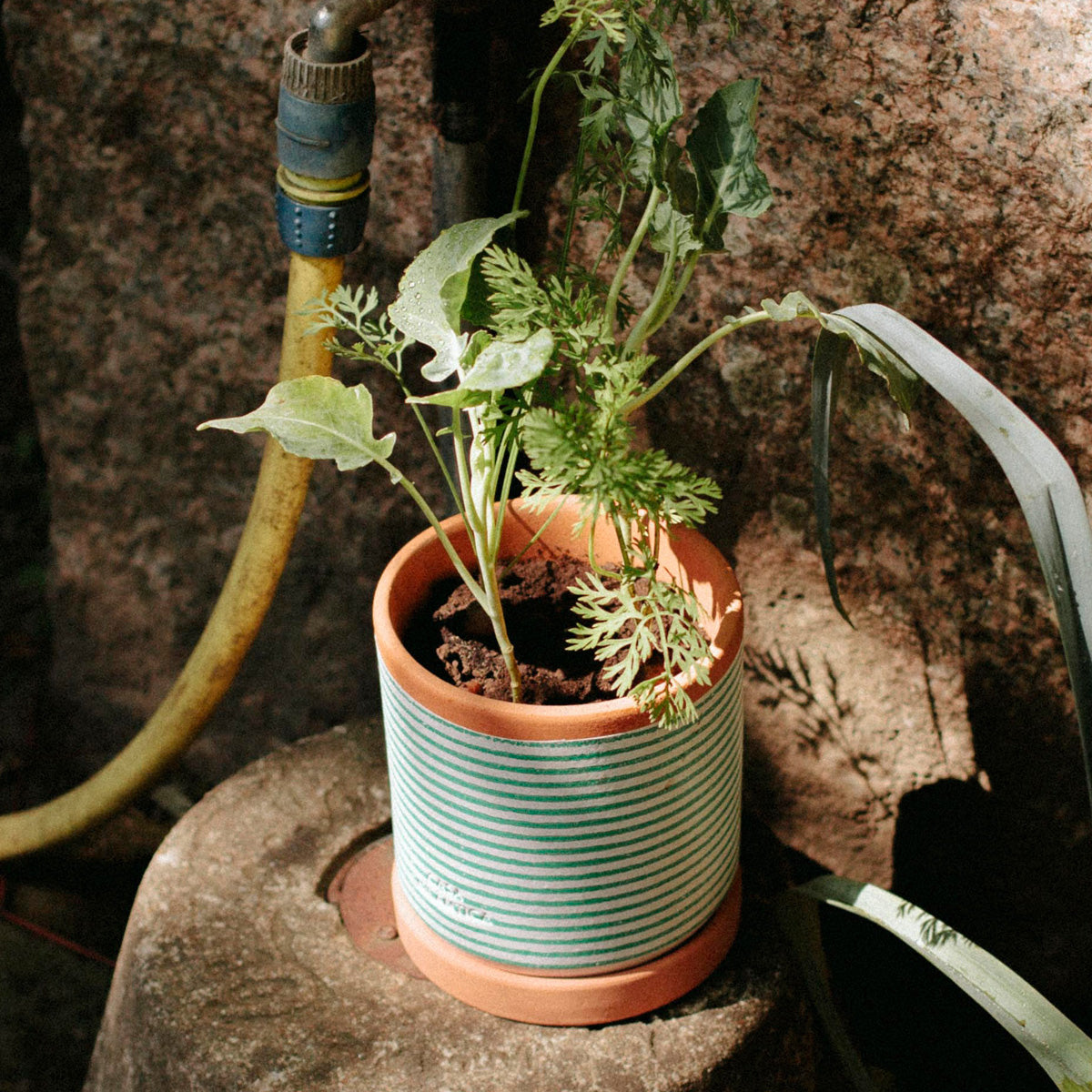 Blumentopf Bento mit üppiger Zimmerpflanze auf Marmoruntergrund – mediterranes Flair trifft modernes Design