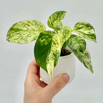 Epipremnum pinnatum Marble Variegata mit cremeweiß und grün marmorierten Blättern, von Hand gehalten vor hellem Hintergrund – detailreich fotografiert für eine natürliche Produktdarstellung dieser seltenen Zimmerpflanze.