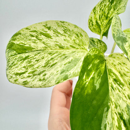 Nahaufnahme eines großen, marmorierten Blattes der Epipremnum pinnatum Marble Variegata mit leuchtend grüner und cremefarbener Panaschierung vor neutralem Hintergrund.