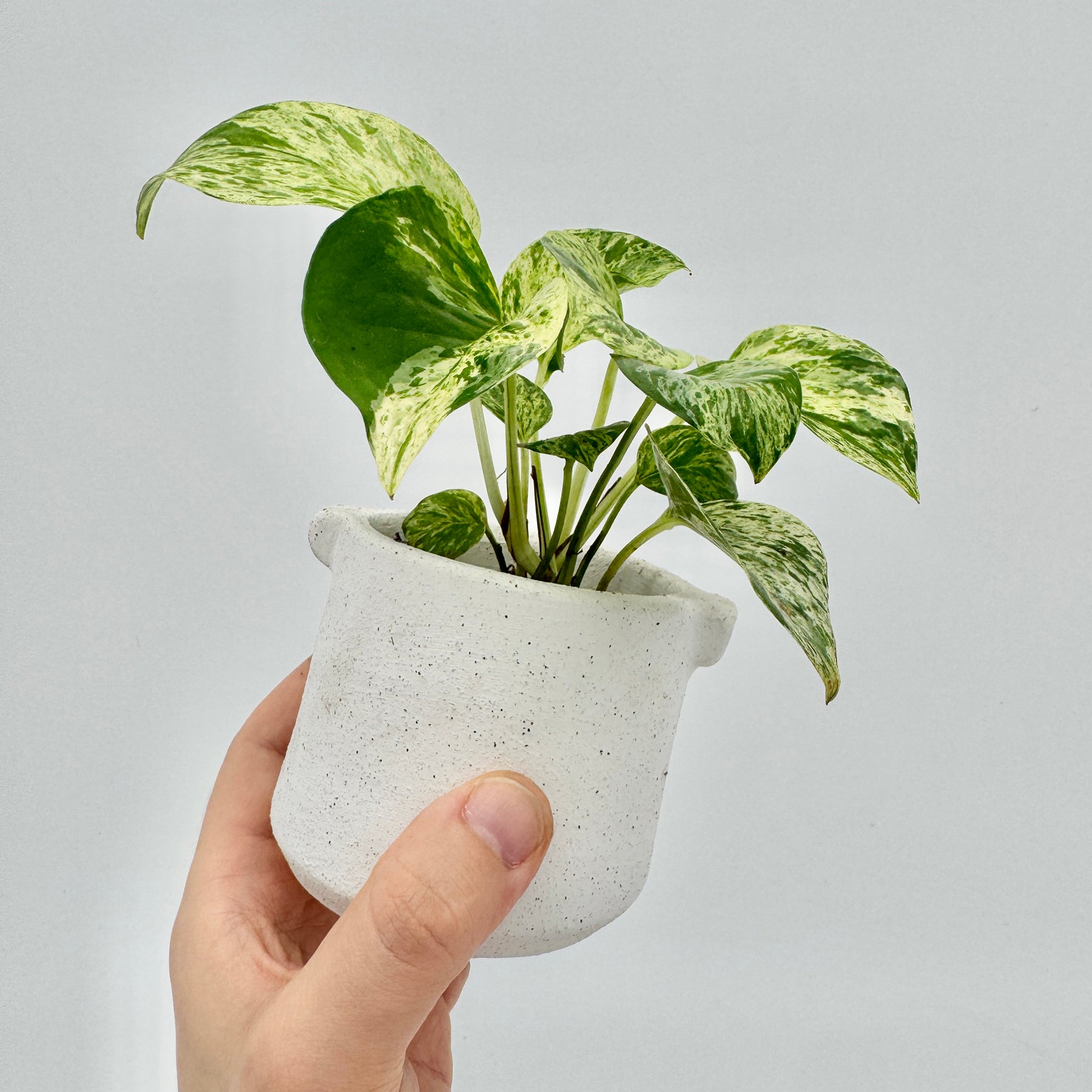 Kompakte Epipremnum pinnatum Marble Variegata mit mehreren panaschierten Blättern in einem schlichten weißen Topf, vor hellem Hintergrund fotografiert.