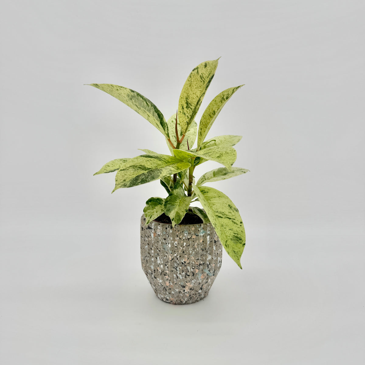 Ficus elastica Shivereana Moonshine im gesprenkelten Terrazzo-Übertopf: aufrechte junge Pflanze mit cremegelben, grün gesprenkelten Blättern.