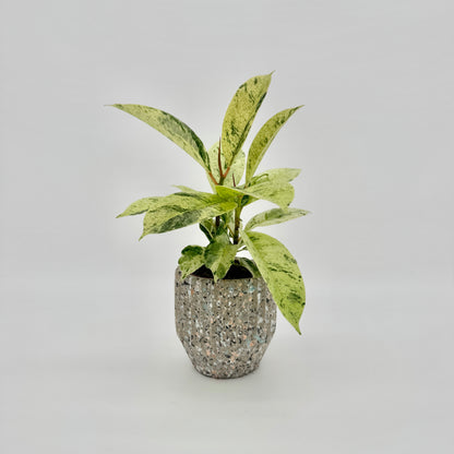 Ficus elastica Shivereana Moonshine im gesprenkelten Terrazzo-Übertopf: aufrechte junge Pflanze mit cremegelben, grün gesprenkelten Blättern.