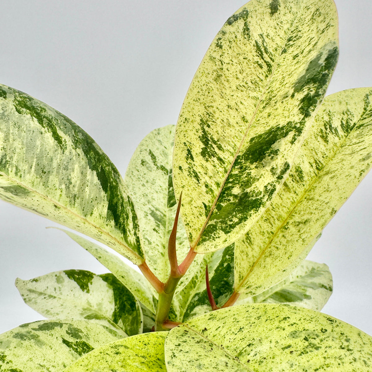 Ficus elastica Shivereana Moonshine von oben: ovale Blätter in hellem Cremegelb mit dunkelgrünen Sprenkeln und Flecken.