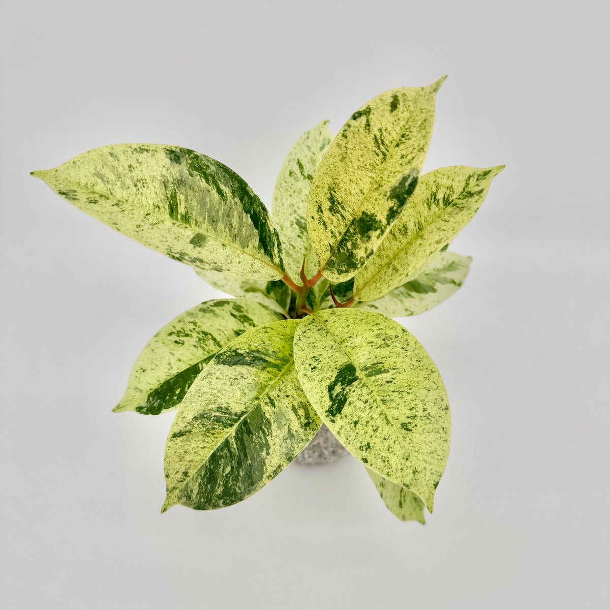 Triebspitze des Ficus elastica Shivereana Moonshine: rosarote Nebenblätter und Stiele zwischen gesprenkelten Blättern.
