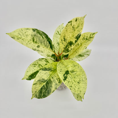 Triebspitze des Ficus elastica Shivereana Moonshine: rosarote Nebenblätter und Stiele zwischen gesprenkelten Blättern.