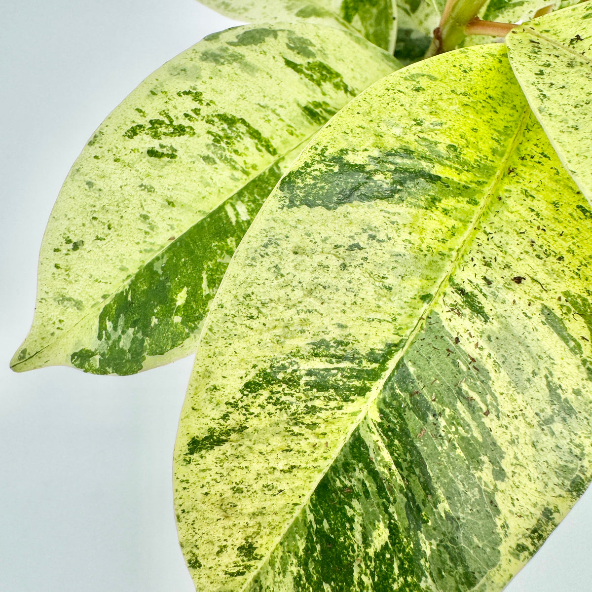 Blatt des Ficus elastica Shivereana Moonshine aus der Nähe: cremegelbe Fläche mit feinen grünen Sprenkeln und einem dunkelgrünen Fleck, dahinter rötliche Stiele.
