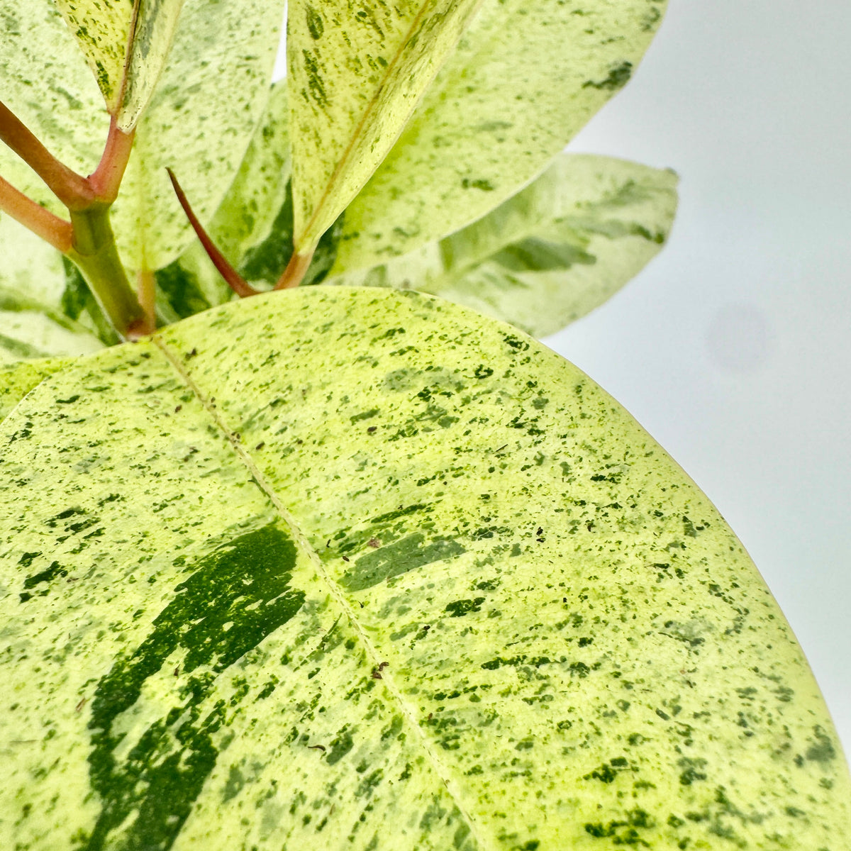 Zwei Blätter des Ficus elastica Shivereana Moonshine in Nahaufnahme: hellgelbe Fläche, fein grün gesprenkelt und dunkelgrün marmoriert.