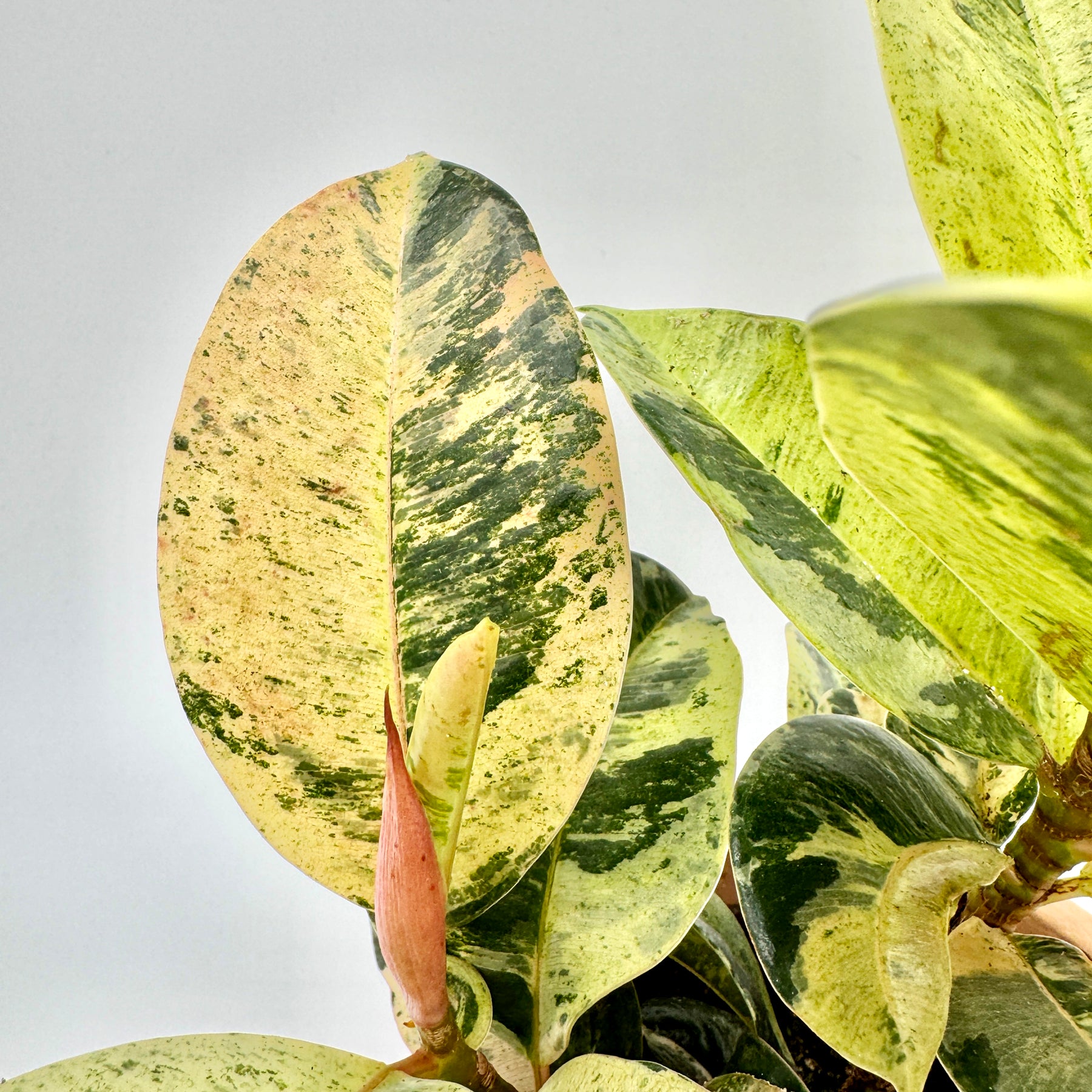 Detailaufnahme eines Blatts des Ficus Shivereana Moonshine mit leuchtend gelbgrüner Marmorierung und leicht rosafarbenem Neuaustrieb – außergewöhnliche, panaschierte Zimmerpflanze aus dem Sortiment von Berlinplant.