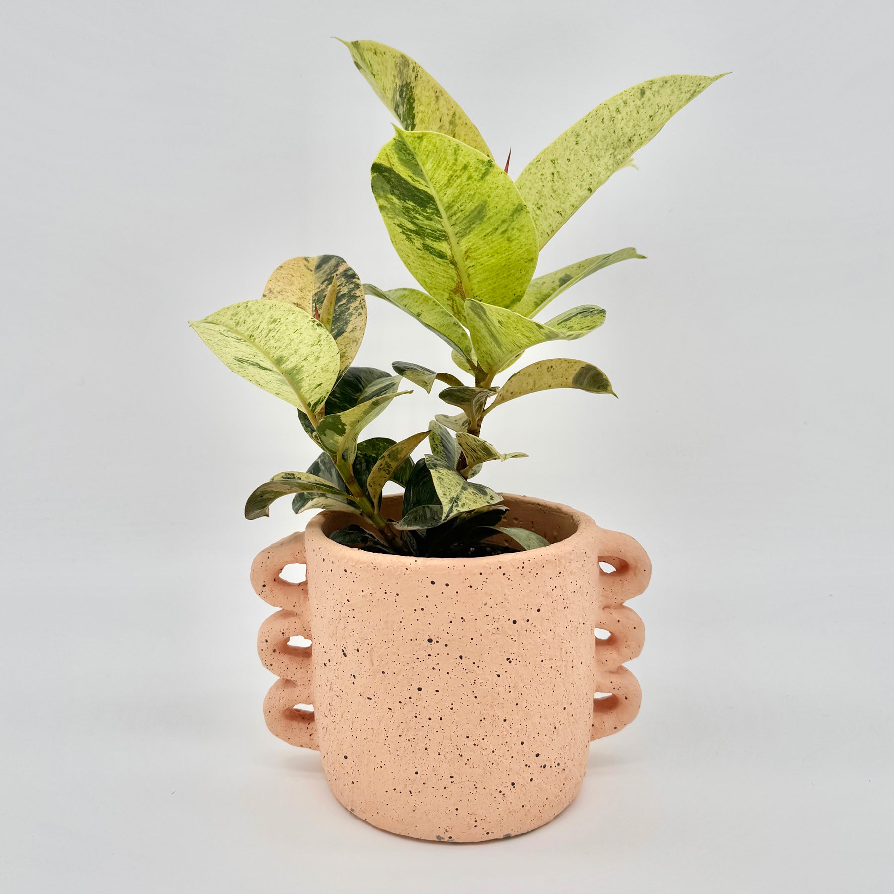 Ficus Shivereana Moonshine in modernem Terrakotta-Topf mit markantem Griffdesign, grün-gelb gesprenkelte Blätter mit rosafarbenem Austrieb – tropische Rarität und elegantes Must-have von Berlinplant.