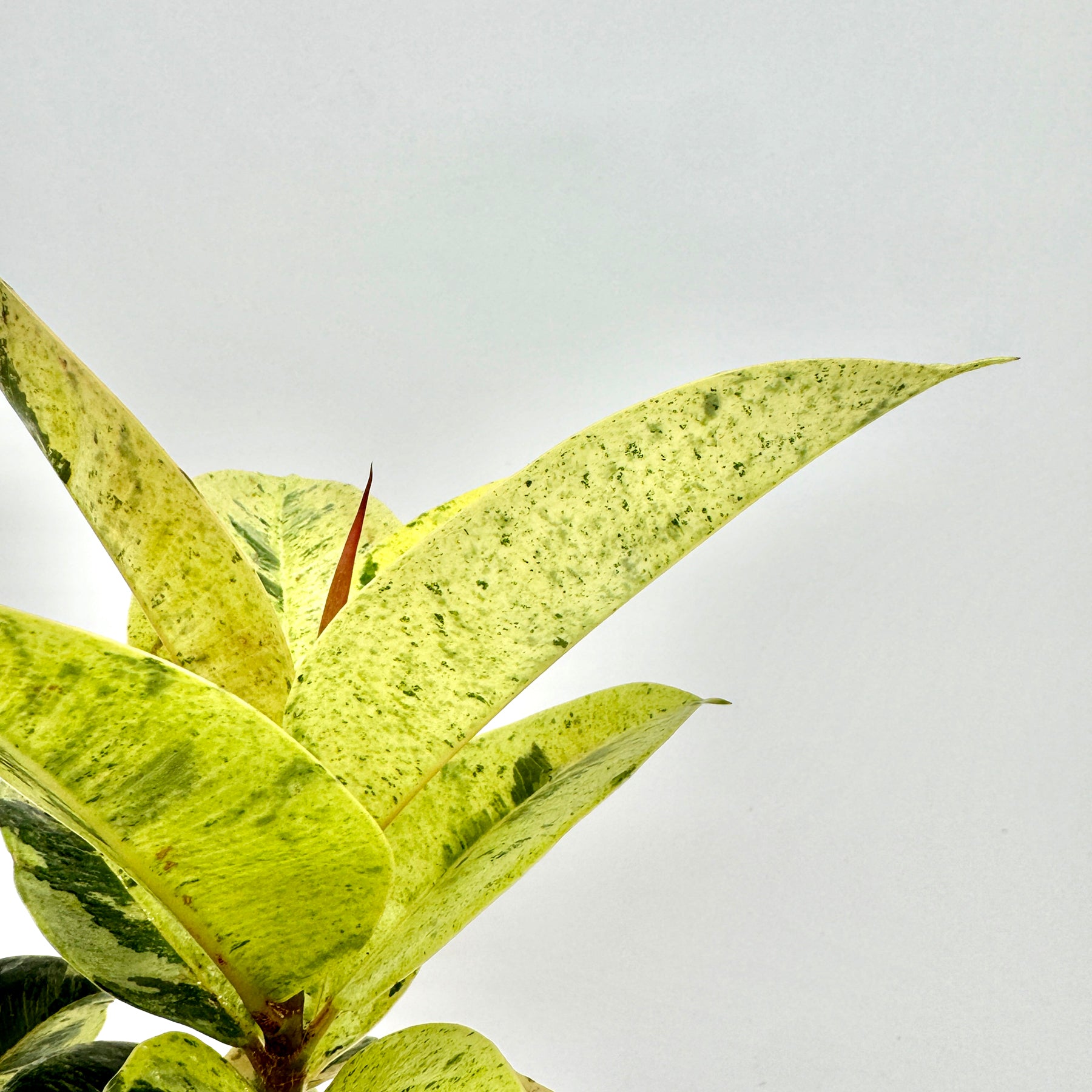 Nahaufnahme der hellgrünen bis gelblich marmorierten Blätter des Ficus Shivereana Moonshine mit sanftem Farbverlauf und rötlichem Austrieb – variegierte Ficus-Sorte, fotografiert vor hellem Hintergrund von Berlinplant.