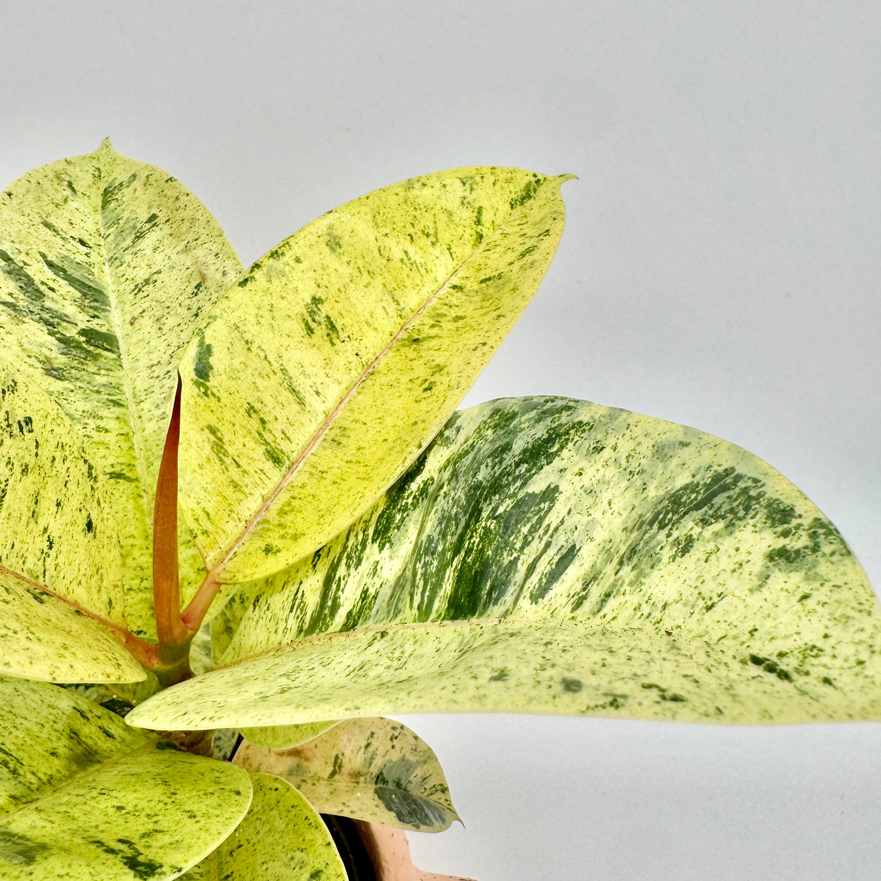 Ficus Shivereana Moonshine mit großflächig gesprenkelten, gelbgrünen Blättern und leicht rosa gefärbtem Neutrieb – tropische Sammlerpflanze mit auffälliger Panaschierung, exklusiv erhältlich bei Berlinplant.