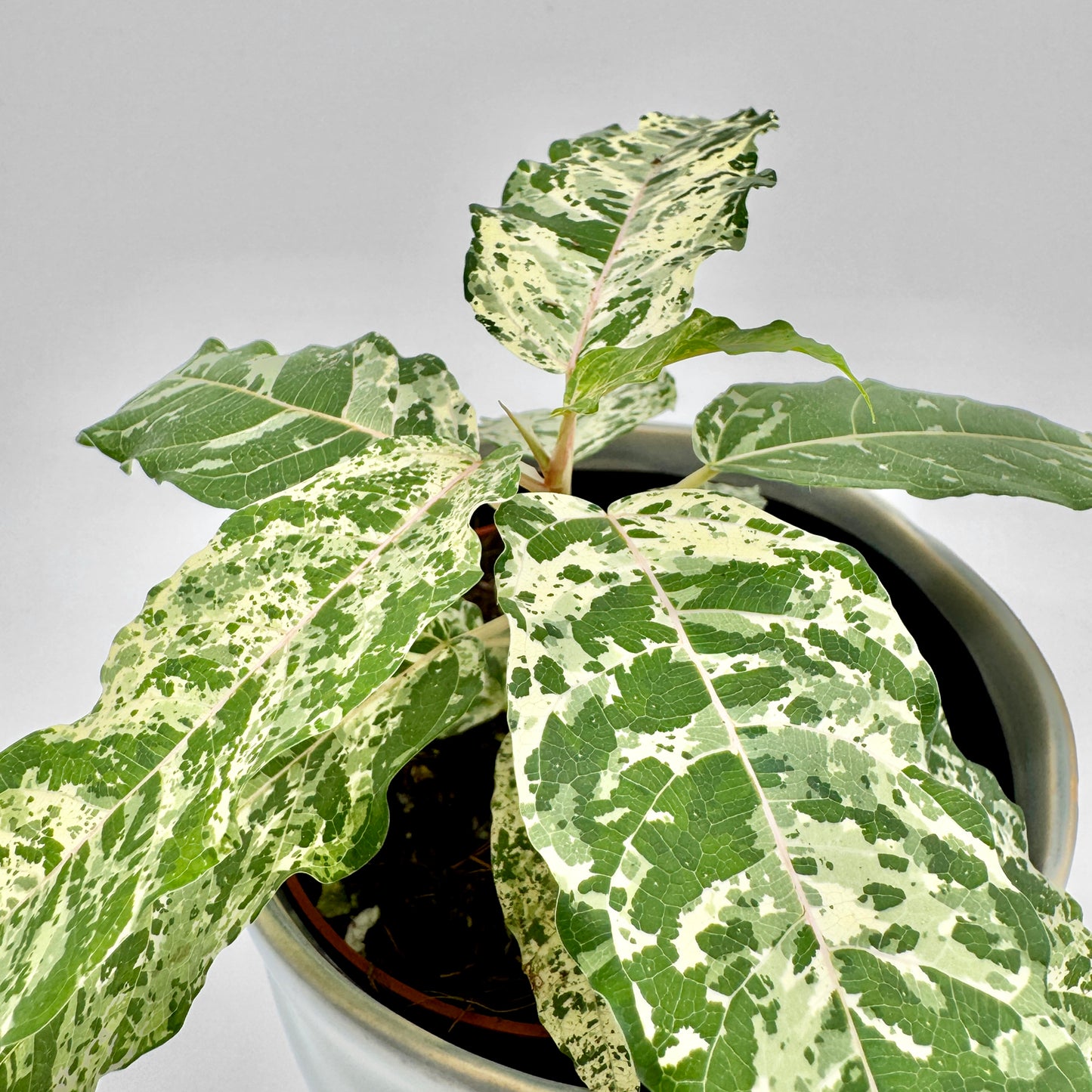 Ficus Snowstorm mit auffällig panaschierten Blättern in hellgrüner und cremeweißer Zeichnung, leicht gewellt und länglich geformt, aufgenommen vor hellem Hintergrund – die kontrastreiche Blattmusterung wirkt frisch und elegant.